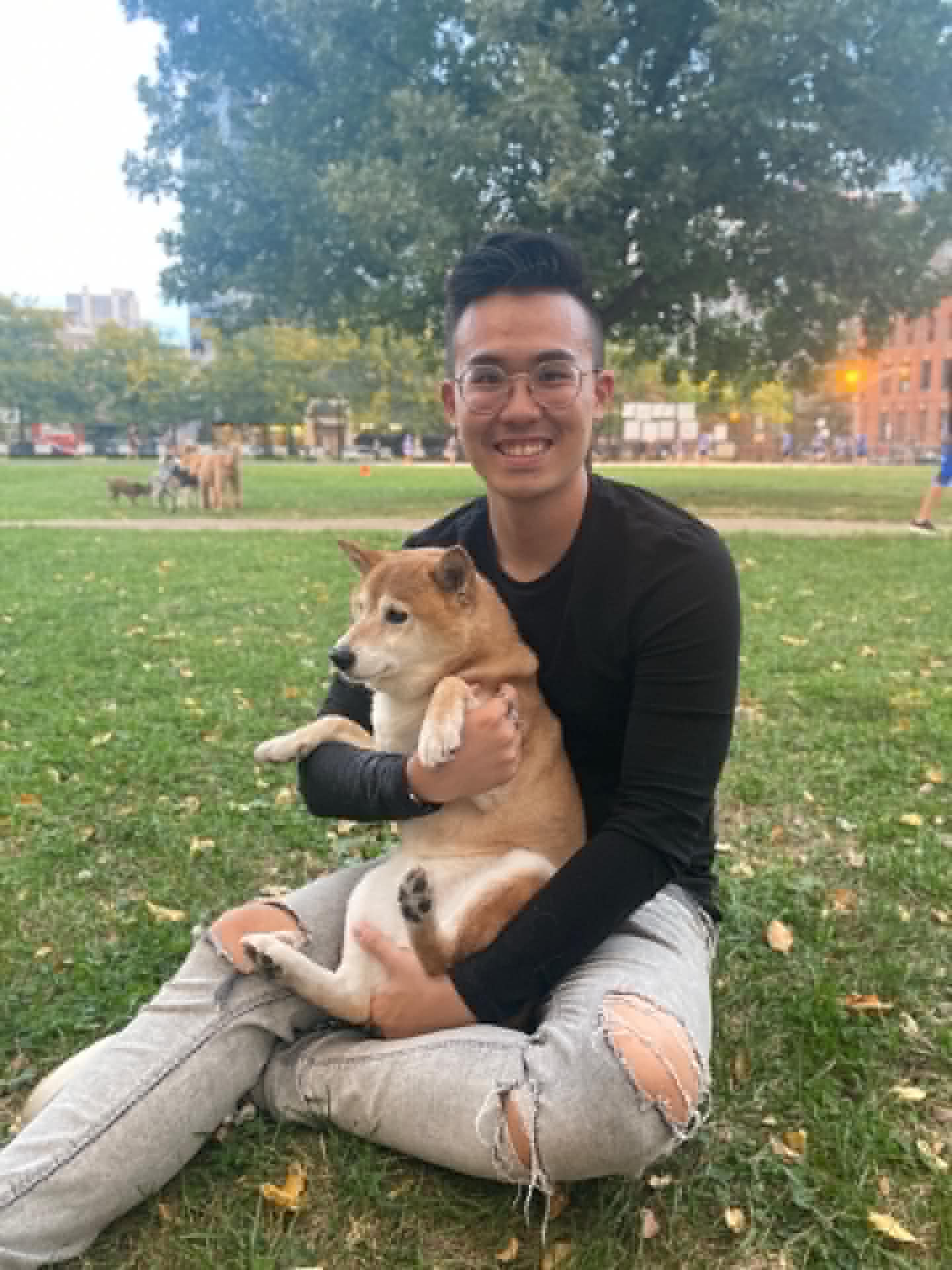 Shiba Inu