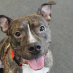 adoptable-dogs-your-local-shelter